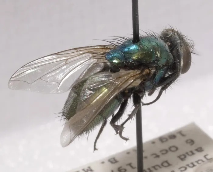 Framed Print : Forensic Helpers, Green Blow Fly Framed Print : Forensic Helpers, Green Blow Fly