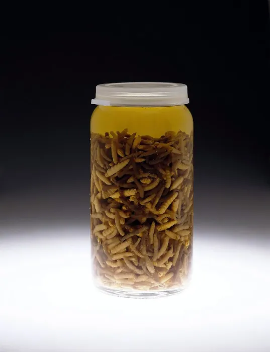 Framed Print : Forensics, Entomological Evidence Framed Print : Forensics, Entomological Evidence
