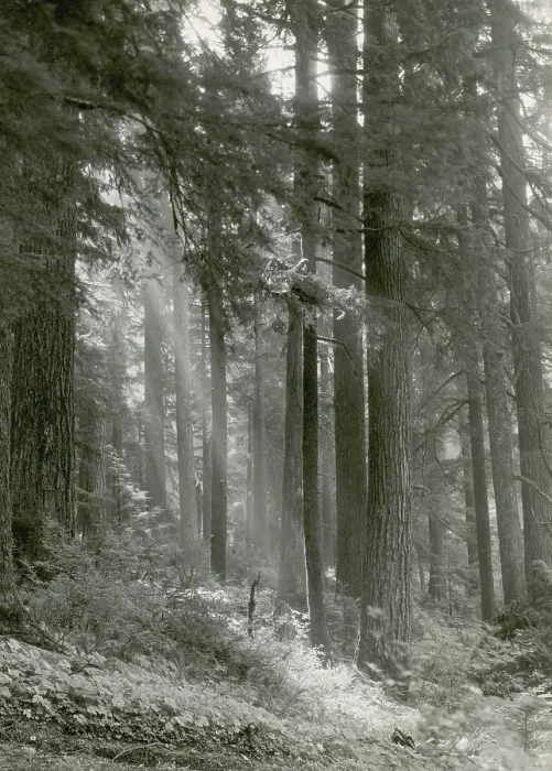 Framed Print : Forest of Douglas-fir Trees