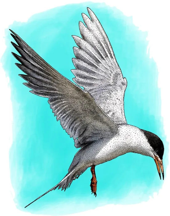 Framed Print : Forsters tern Framed Print : Forsters tern