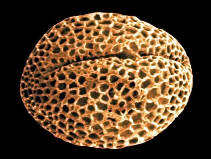 Framed Print : Forsythia Pollen Grains