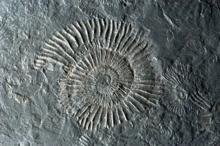 Framed Print : Fossilized Ammonites Framed Print : Fossilized Ammonites