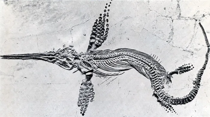 Framed Print : Fossilized Ichthyosaur, Mesozoic Reptile Framed Print : Fossilized Ichthyosaur, Mesozoic Reptile