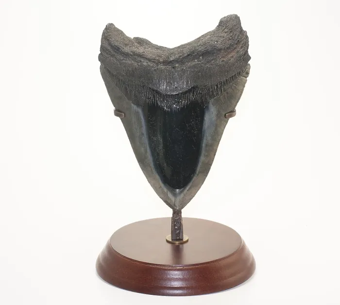 Framed Print : Fossilized Shark Tooth