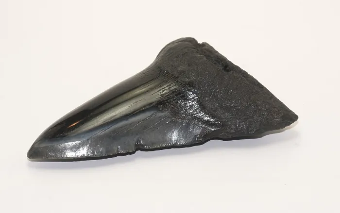 Framed Print : Fossilized Shark Tooth