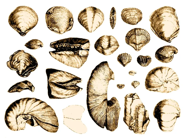 Framed Print : Fossilized Shells, 1844 Framed Print : Fossilized Shells, 1844