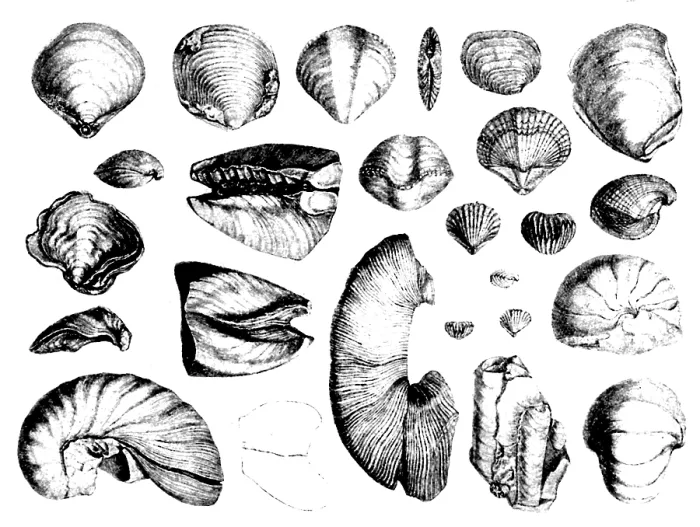 Framed Print : Fossilized Shells, 1844 Framed Print : Fossilized Shells, 1844