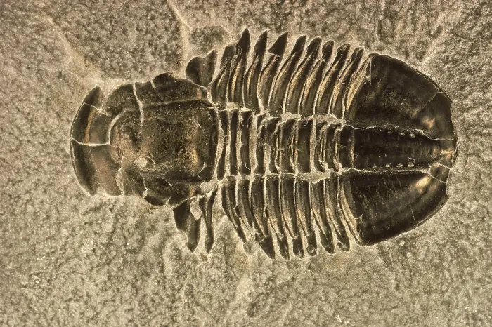 Framed Print : Fossilized Trilobite Framed Print : Fossilized Trilobite