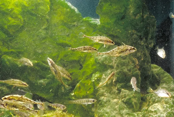 Framed Print : Fourspine Sticklebacks & Minnows Framed Print : Fourspine Sticklebacks & Minnows