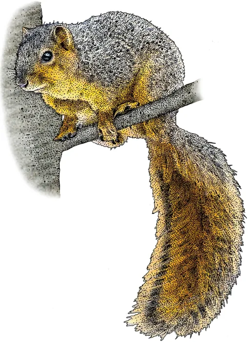 Framed Print : Fox Squirrel Framed Print : Fox Squirrel