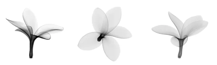 Framed Print : Fragipani (Plumeria) Flowers, X-ray Framed Print : Fragipani (Plumeria) Flowers, X-ray