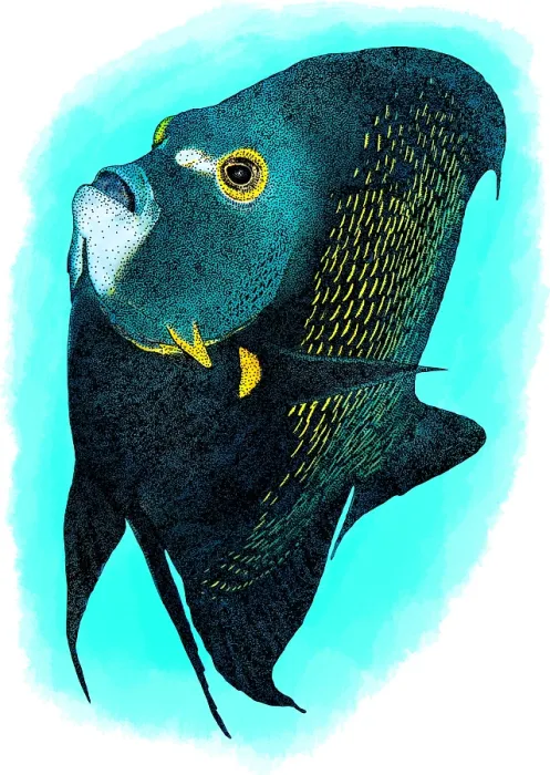 Framed Print : French angelfish Framed Print : French angelfish