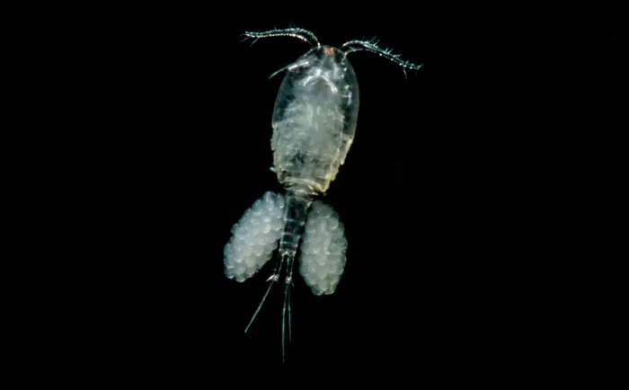 Framed Print : Freshwater Copepod (Cyclops) Framed Print : Freshwater Copepod (Cyclops)