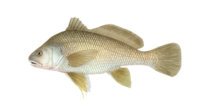 Framed Print : Freshwater Drum Framed Print : Freshwater Drum