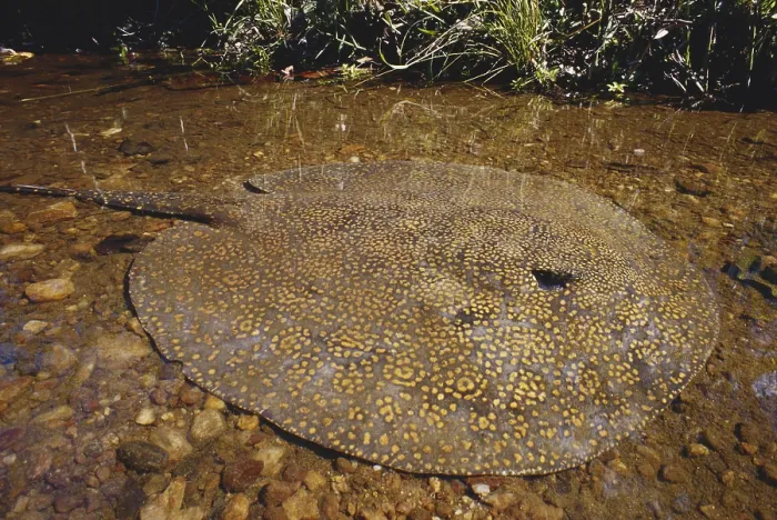 Framed Print : Freshwater Stingray Framed Print : Freshwater Stingray