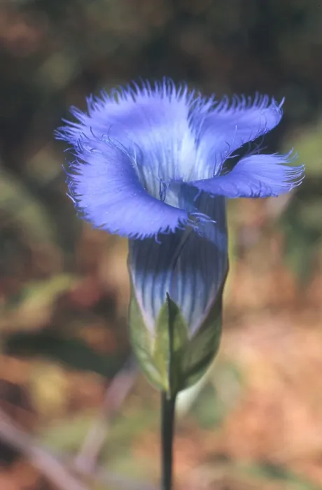 Framed Print : Fringed Gentian Framed Print : Fringed Gentian