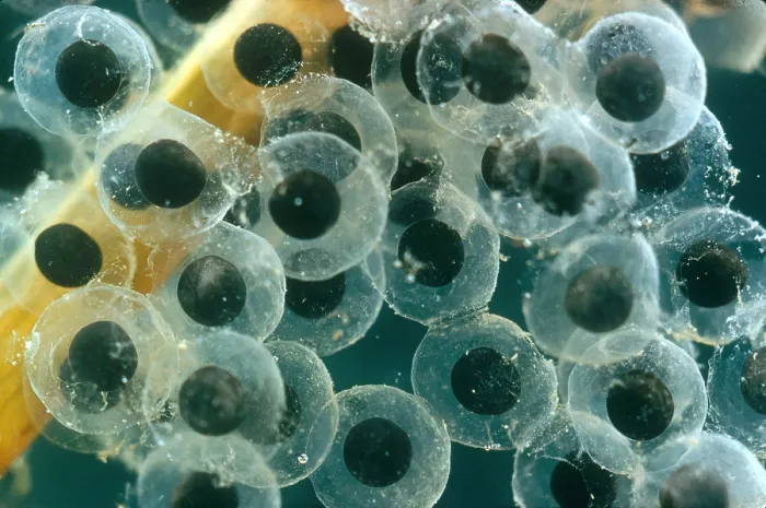 Framed Print : Frog Eggs Hatching Framed Print : Frog Eggs Hatching