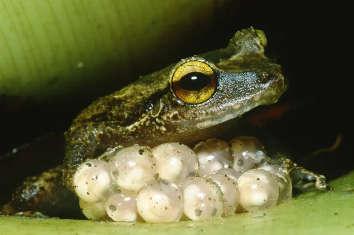 Framed Print : Frog guarding his eggs Framed Print : Frog guarding his eggs