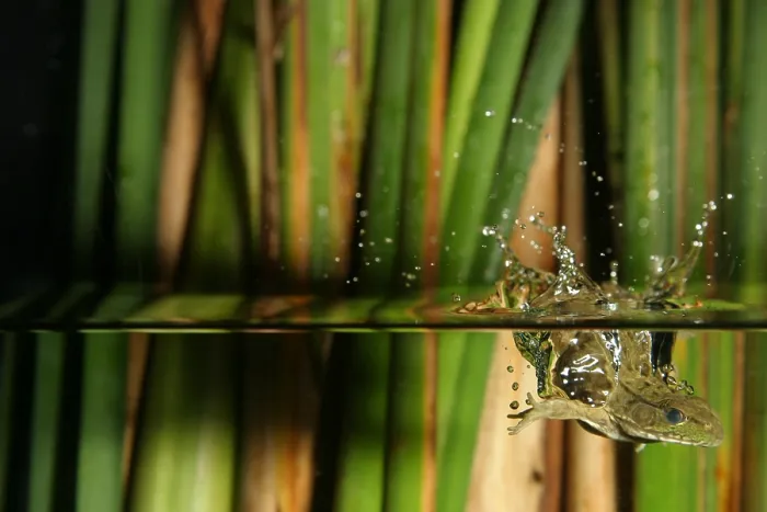 Framed Print : Frog jumps into water Framed Print : Frog jumps into water