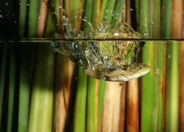 Framed Print : Frog jumps into water
