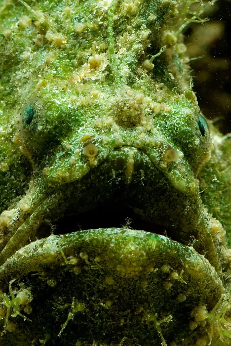 Framed Print : Frogfish, Antennarius sp. are some of the most cryptic predators found Framed Print : Frogfish, Antennarius sp. are some of the most cryptic predators found