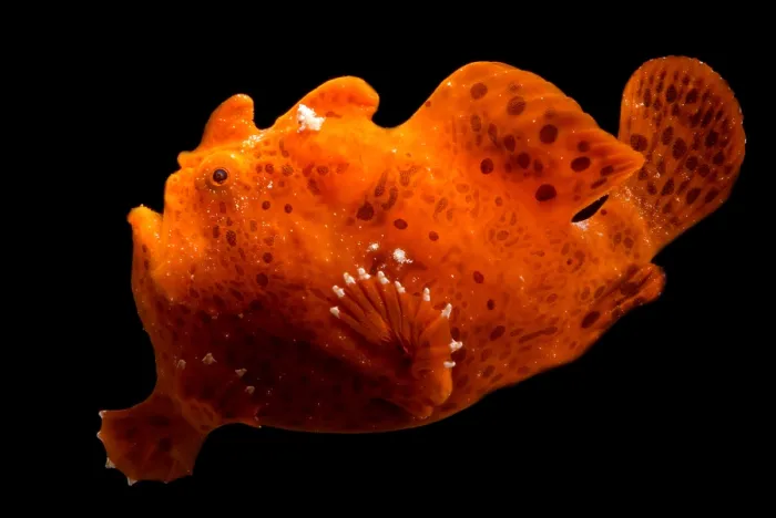 Framed Print : Frogfish, Antennarius sp. are some of the most cryptic predators found Framed Print : Frogfish, Antennarius sp. are some of the most cryptic predators found