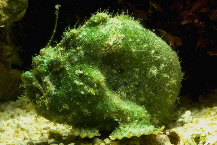 Framed Print : Frogfish, Antennarius sp. are some of the most cryptic predators found Framed Print : Frogfish, Antennarius sp. are some of the most cryptic predators found
