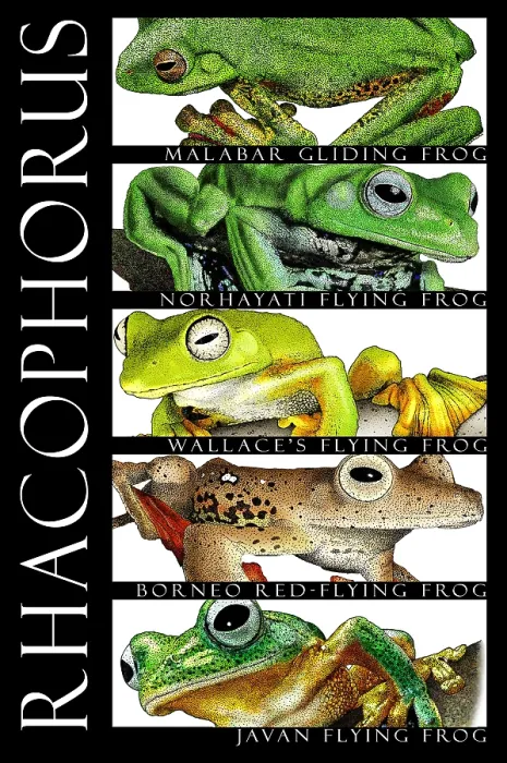 Framed Print : Frogs, Poster Framed Print : Frogs, Poster