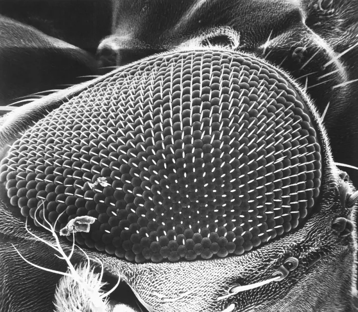 Framed Print : Fruit Fly Eye Framed Print : Fruit Fly Eye