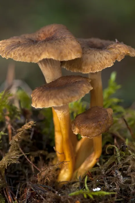 Framed Print : Funnel Chanterelle (Craterellus tubaeformis) Framed Print : Funnel Chanterelle (Craterellus tubaeformis)