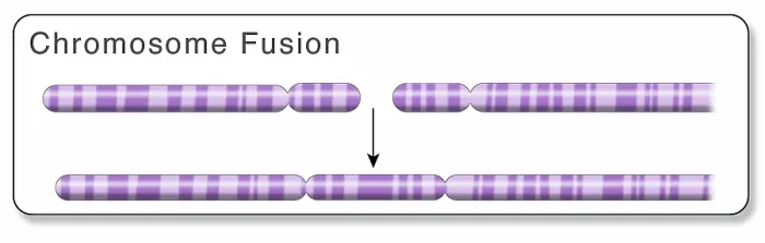 Framed Print : A Fusion Gene Framed Print : A Fusion Gene