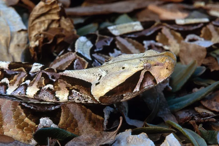 Framed Print : Gaboon Viper