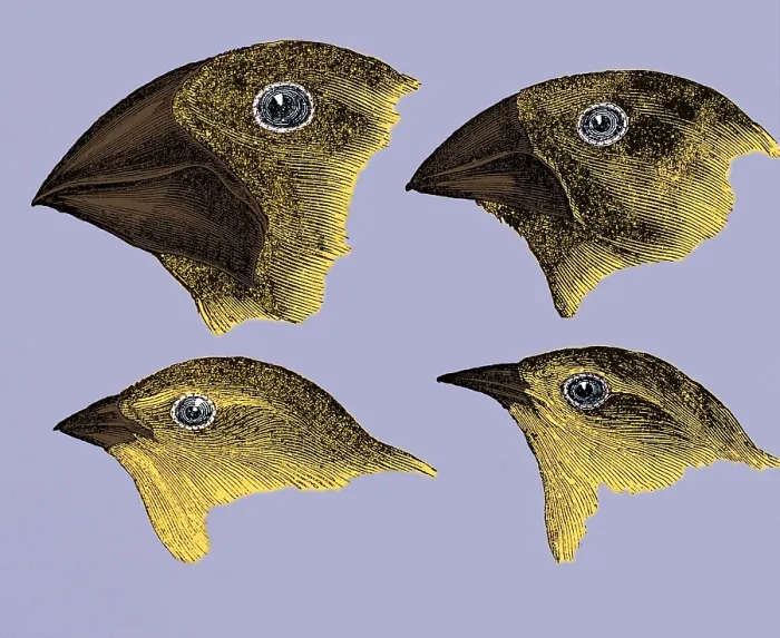 Framed Print : Galapagos Finches