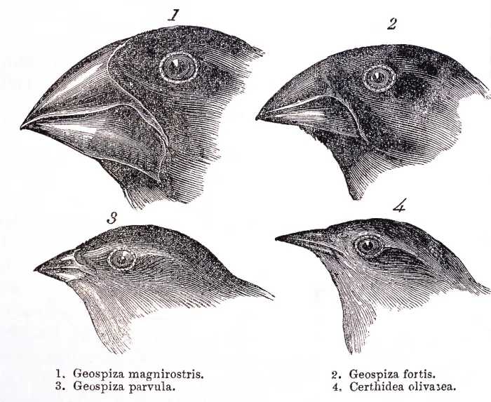 Framed Print : Galapagos Finches Framed Print : Galapagos Finches