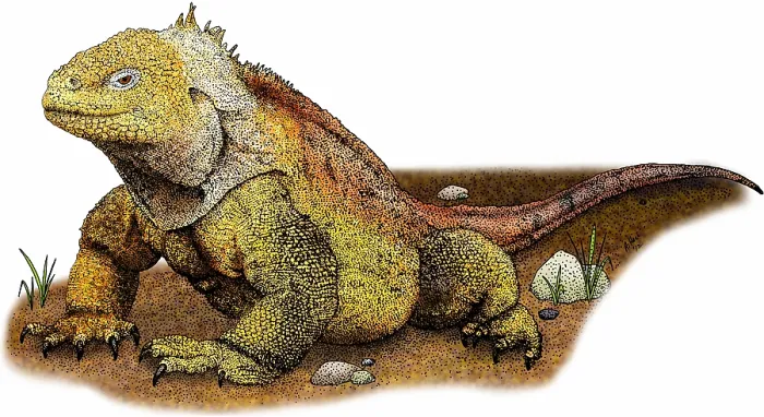 Framed Print : Galapagos land iguana
