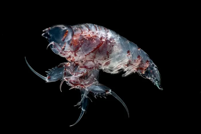 Framed Print : Gammarid Amphipod Framed Print : Gammarid Amphipod