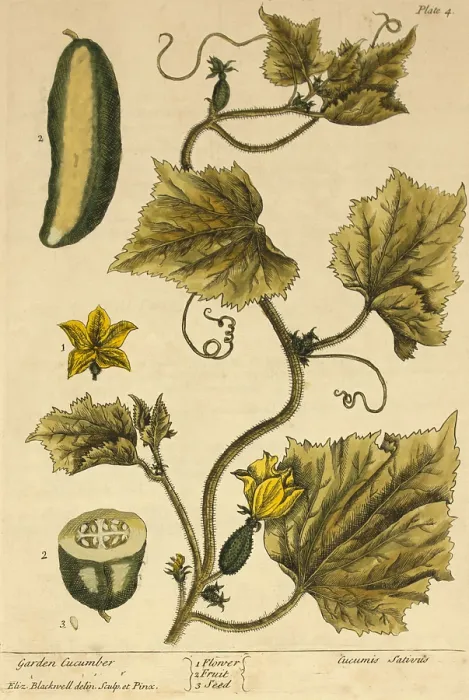 Framed Print : Garden Cucumber, Medicinal Plant, 1737 Framed Print : Garden Cucumber, Medicinal Plant, 1737