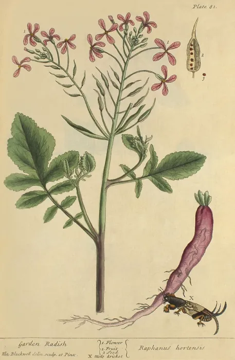 Framed Print : Garden Radish, Medicinal Plant, 1737 Framed Print : Garden Radish, Medicinal Plant, 1737