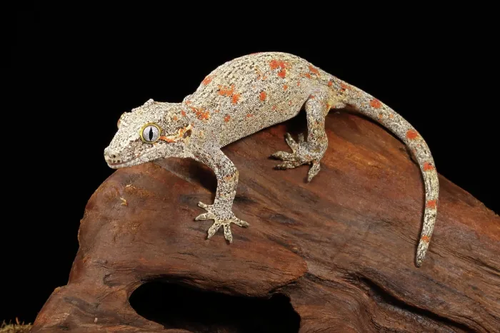 Framed Print : gargoyle gecko (Rhacodactylus auriculatus) climbing on driftwood 2
