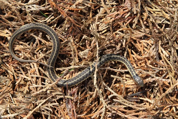 Framed Print : Garter Snake (Thamnophis sirtalis) Framed Print : Garter Snake (Thamnophis sirtalis)