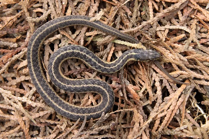 Framed Print : Garter Snake (Thamnophis sirtalis) Framed Print : Garter Snake (Thamnophis sirtalis)