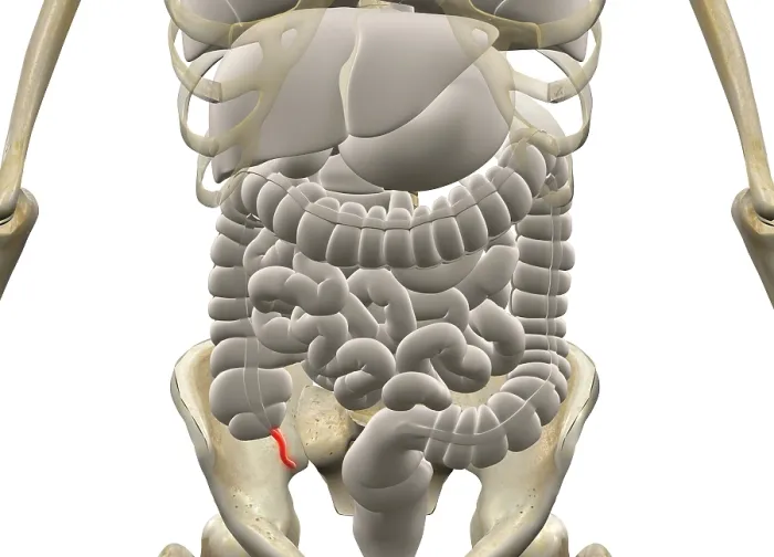 Framed Print : Gastrointestinal system with Appendix Framed Print : Gastrointestinal system with Appendix