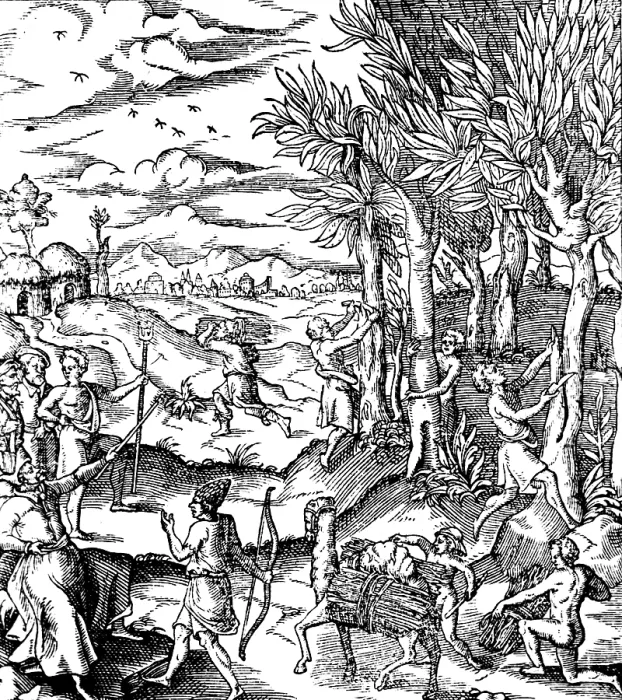 Framed Print : Gathering Cinnamon Bark In India, 1579