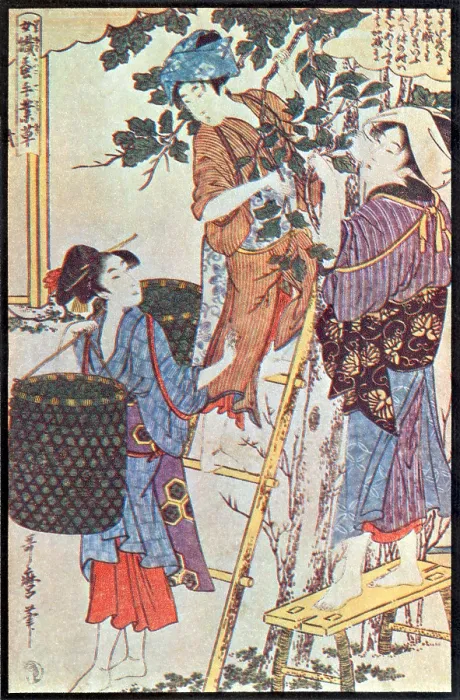 Framed Print : Gathering Mulberry Leaves, Silk Making in Japan Framed Print : Gathering Mulberry Leaves, Silk Making in Japan