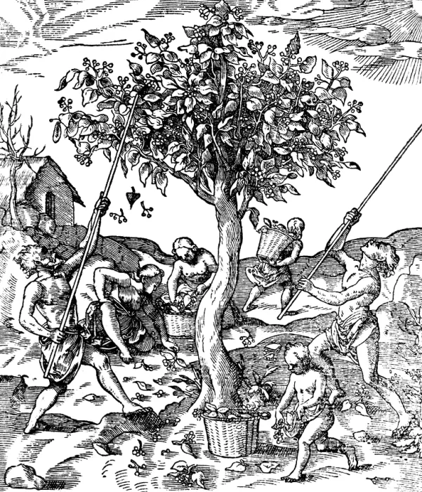 Framed Print : Gathering Pepper In India, 1579