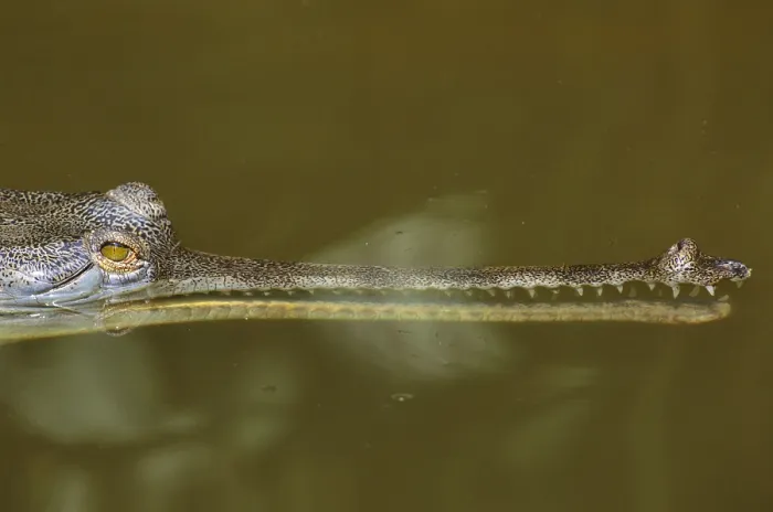 Framed Print : Gavial Crocodile Framed Print : Gavial Crocodile