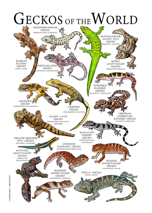 Framed Print : Geckos of the World Framed Print : Geckos of the World