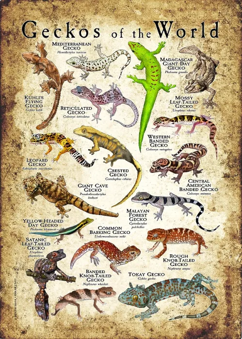 Framed Print : Geckos of the World Framed Print : Geckos of the World