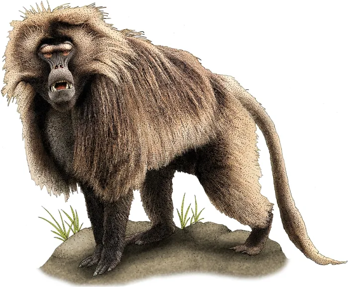Framed Print : Gelada baboon Framed Print : Gelada baboon