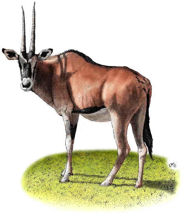 Framed Print : Gemsbok. Colorized pen and ink illustration of a Gemsbok or Oryx (Oryx gazella) Framed Print : Gemsbok. Colorized pen and ink illustration of a Gemsbok or Oryx (Oryx gazella)